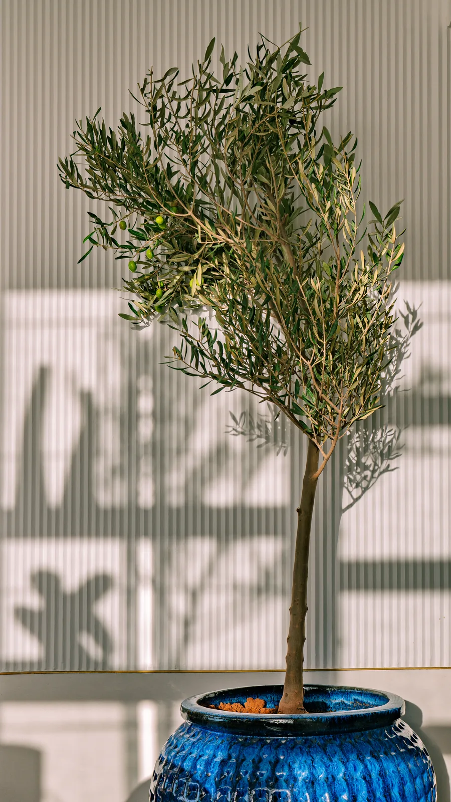 Olive tree planted in a Riccio Mogador jar, Villa Sahrai